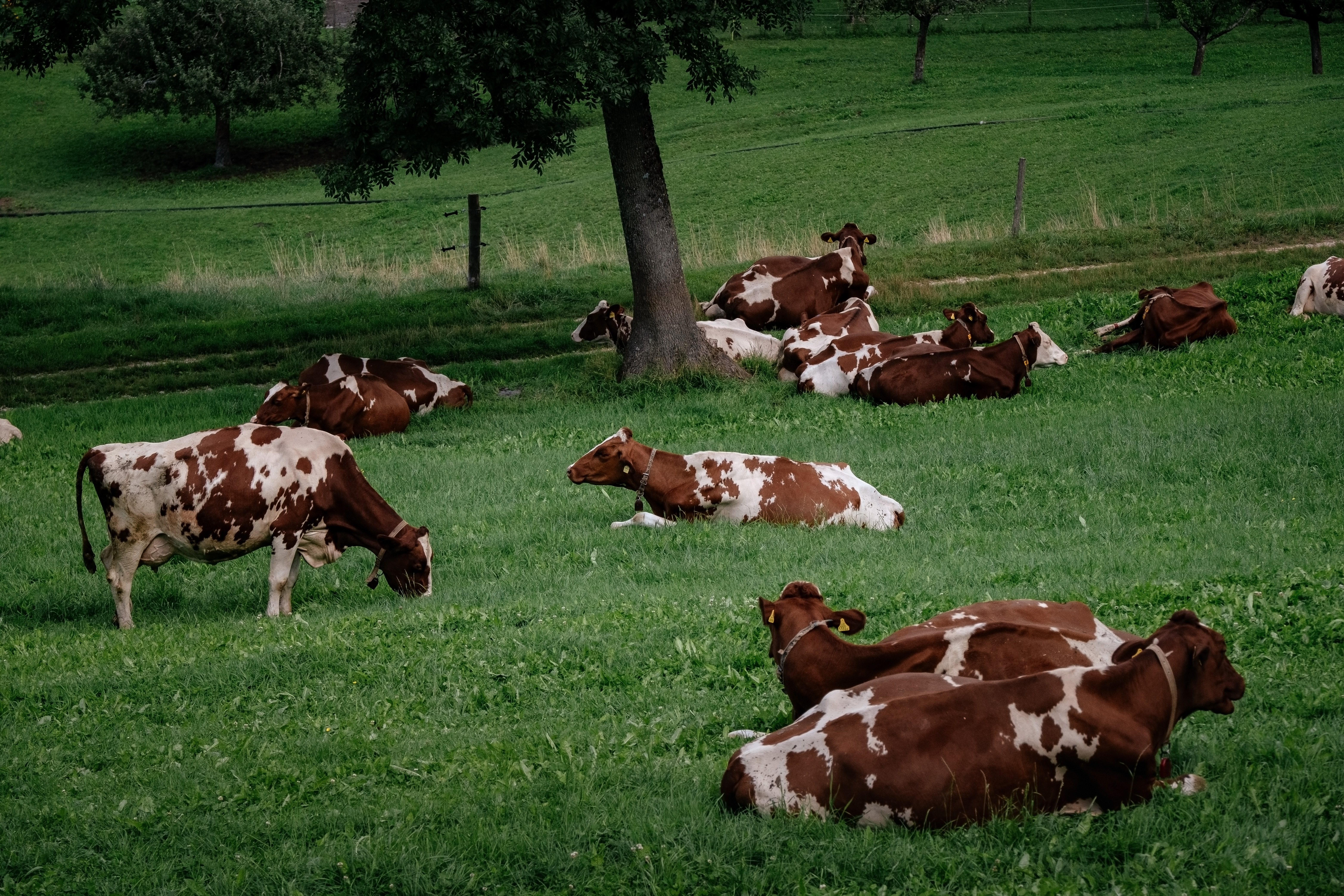 Vacas descansando tranquilas sin estrés en ambiente de bienestar animal