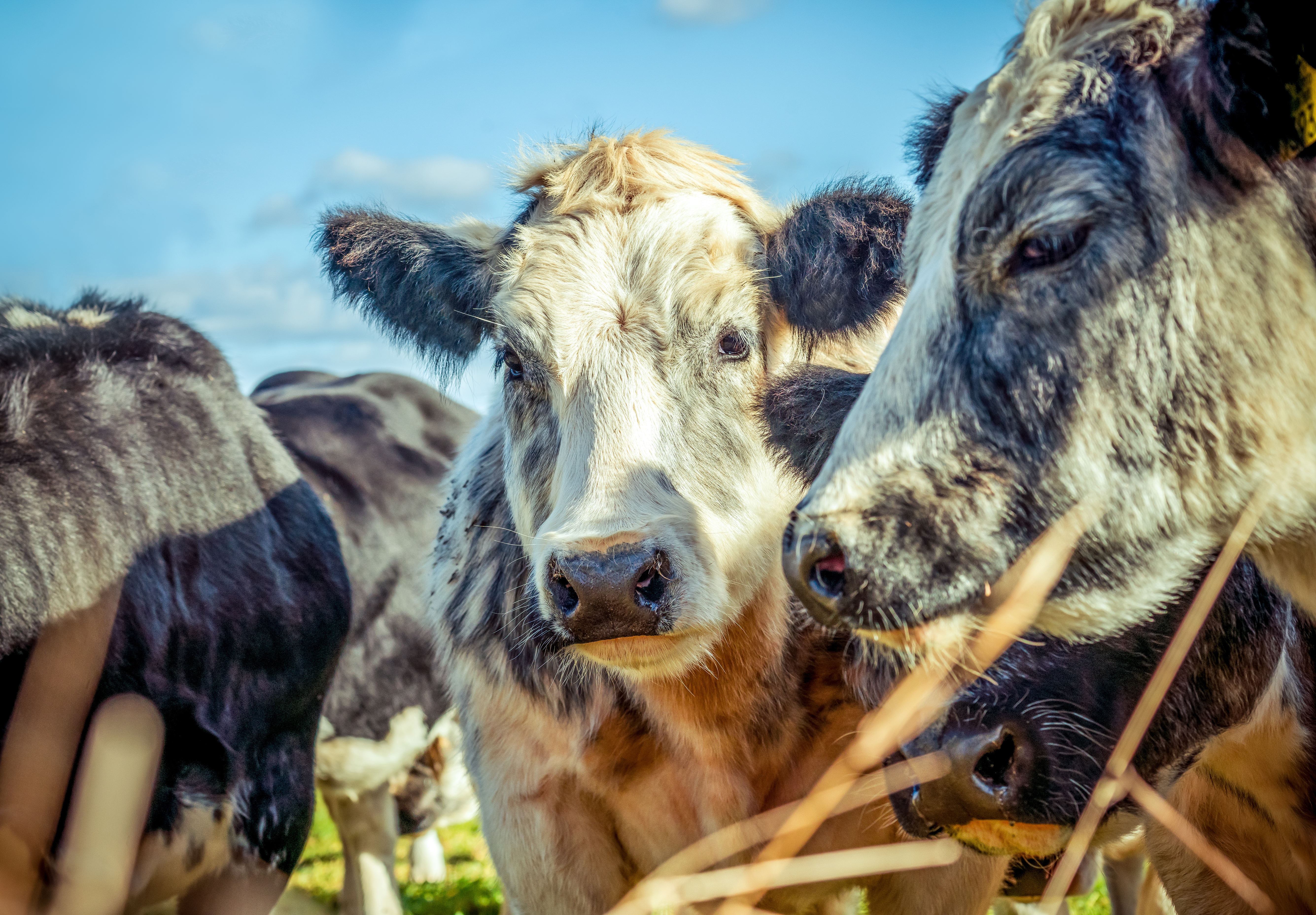 Vacas lecheras