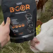 Vaca con B-GOR en campo