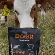 Ternero con B-GOR