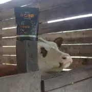 Vaca con B-GOR