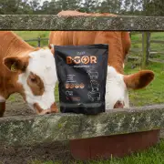 Vacas con B-GOR en campo colombiano